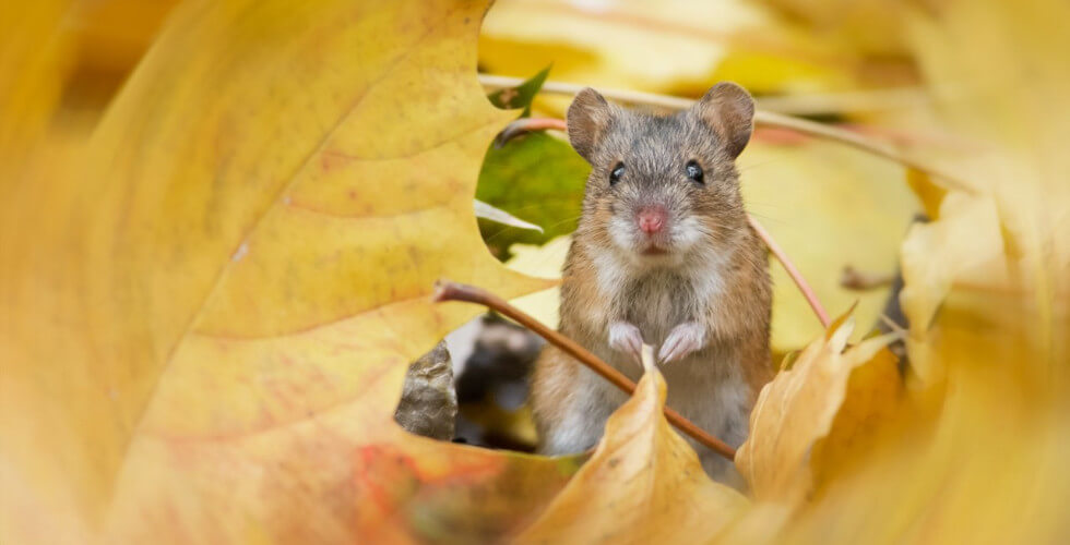 Почему мыши активизируются осенью