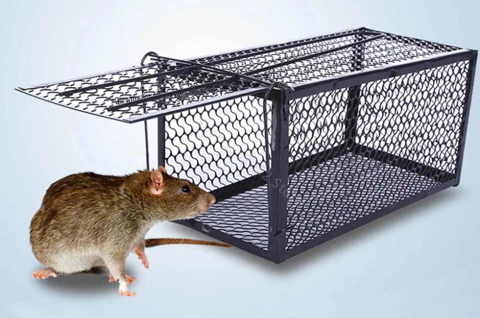 Безопасные и эффективные методы избавления от мышей